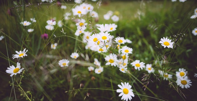 Blomsteräng med prästkragar och blommande klöver i kvällsljus