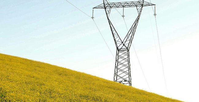 Kraftledning över rapsfält.